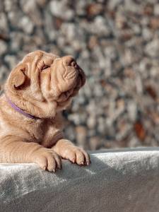 Shar Pei