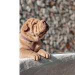 Shar-pei Shar Pei Viseu Mortagua
