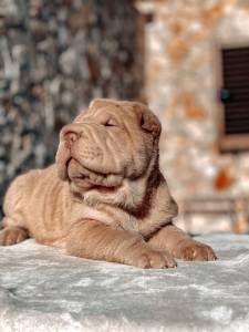 Shar Pei