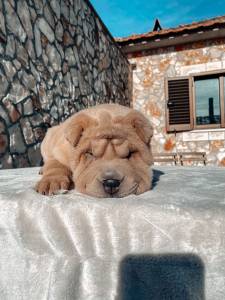 Shar Pei