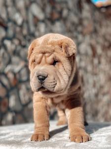 Shar Pei