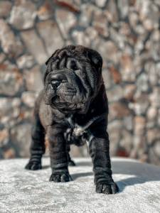 Shar Pei