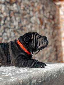 Shar Pei