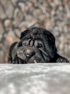 Shar Pei