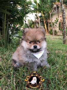 SPITZ ALEMO LULU DA POMERANIA MACHOS CREME LARANJA PARC ENTREGO HOJE CHAMA NO ZAP