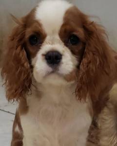 Cavalier King Charles Spaniel Fêmea pedigree CBKC Cavalier King Charles Spaniel Fêmea pedigree CBKC