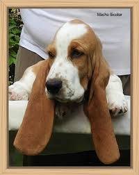 Basset hound