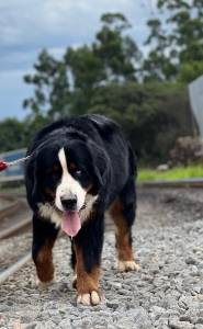 Bernese Mountain