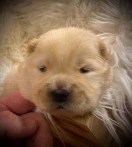 Chow Chow