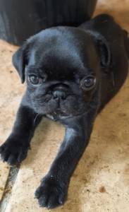 Pug