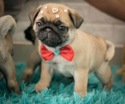 Pug Abricot