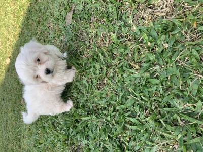 Lhasa-Apso lindos filhotes disponveis