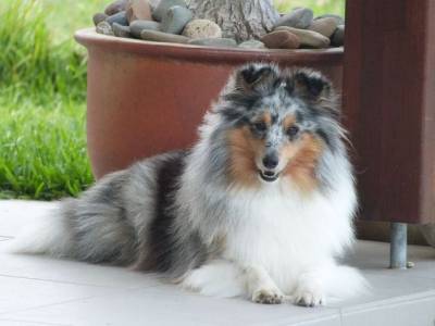 Pastor de Shetland