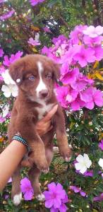 FILHOTES DE BORDER COLLIE DISPONVEL