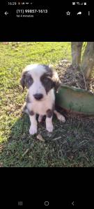 FILHOTES DE BORDER COLLIE DISPONVEL