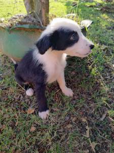 FILHOTES DE BORDER COLLIE DISPONVEL