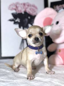 CHIHUAHUA MACHO CREME