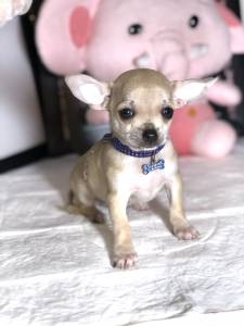 CHIHUAHUA MACHO CREME