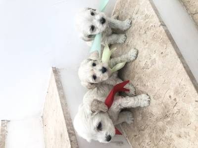 FILHOTES DE POODLES DISPONVEIS