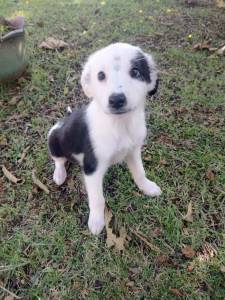 FILHOTES DE BORDER COLLIE DISPONVEL