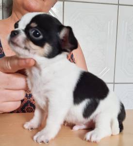 Chihuahua macho Chihuahua macho