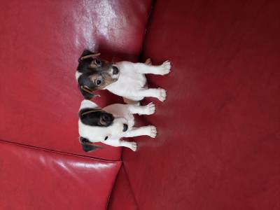 JACK RUSSEL MINI