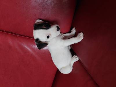 JACK RUSSEL MINI