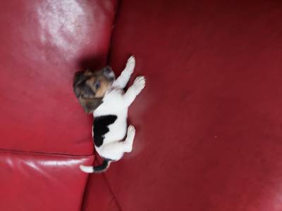 JACK RUSSEL MINI