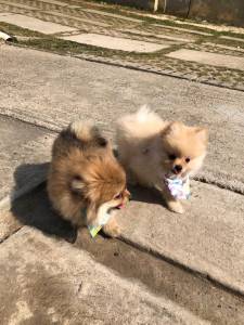 SPITZ ALEMO ANO LULU LINDOS MACHO CREME E LARANJA PARC DEZ X ENTREGO HOJE CHAMA NO ZAP