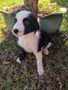 FILHOTES DE BORDER COLLIE