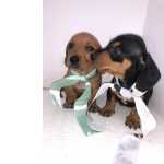 Dachshund FILHOTES DE BASSET