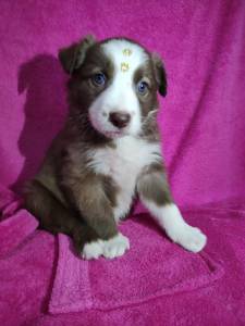 Border collie chocolate disponvel