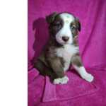 Border Collie Border collie chocolate disponvel So Paulo Granja Viana