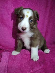 Border collie chocolate disponvel