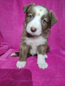 Border collie chocolate disponvel