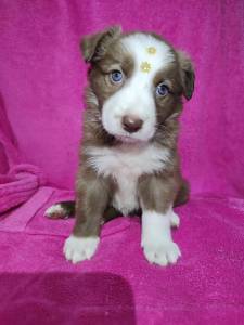 Border collie chocolate disponvel