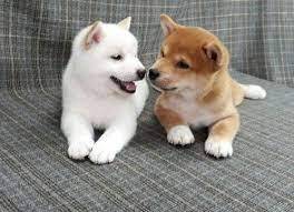 akita Inu