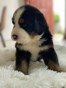 Bernese Mountain
