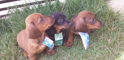 BASSET MINI TECKEL MACHOS PRETO CANELA E DOURADO PARC DEZ X ENTREGO HOJE CHAMA NO ZAP