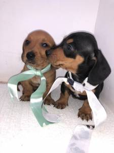 BASSET MINI TECKEL MACHOS PRETO CANELA E DOURADO PARC DEZ X ENTREGO HOJE CHAMA NO ZAP