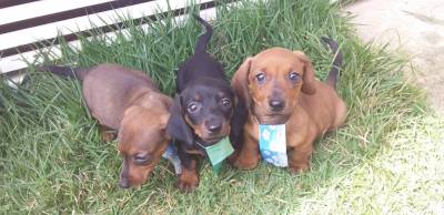 BASSET MINI TECKEL MACHOS PRETO CANELA E DOURADO PARC DEZ X ENTREGO HOJE CHAMA NO ZAP