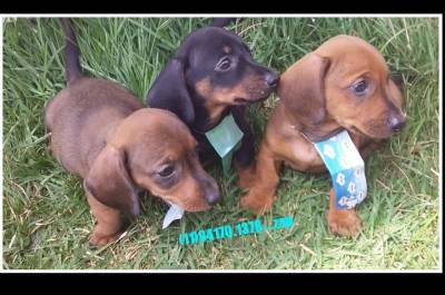 BASSET MINI TECKEL MACHOS PRETO CANELA E DOURADO PARC DEZ X ENTREGO HOJE CHAMA NO ZAP