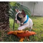 Bulldog Francs FILHOTES DE BULLDOG FRANCS DISPONVEL So Paulo Granja Viana