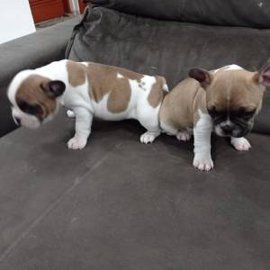 BULLDOG FRANCS FILHOTES DE ALTO PRADRO MACHOS E FMEAS ENTREGO HOJE CHAMA NO ZAP