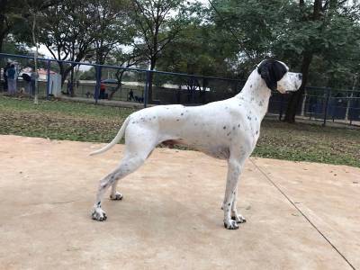 Pointer Ingls Filhotes disponveis com pedigree CBKC