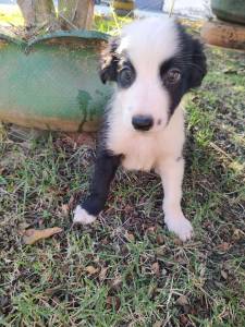 FILHOTE DE BORDER COLLIE DISPONVEL