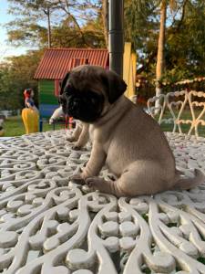 FILHOTES DE PUG DISPONVEL