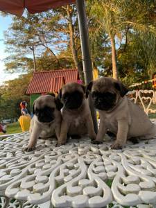 FILHOTES DE PUG DISPONVEL