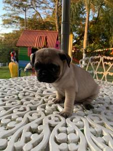 FILHOTES DE PUG DISPONVEL