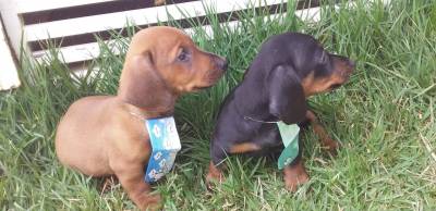 BASSET MINI TECKEL MACHOS PRETO CANELA E DOURADO PARC DEZ X ENTREGO HOJE CHAMA NO ZAP